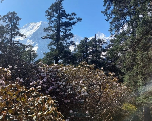 Manasli View With Flower