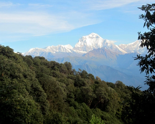 Mt Dhaulagiri View From Poon Hill